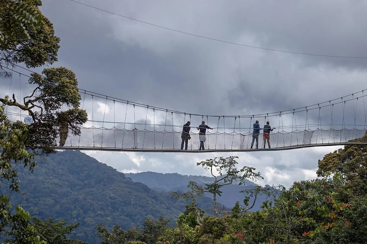 Nyungwe Forest National Park by beautiful jungle