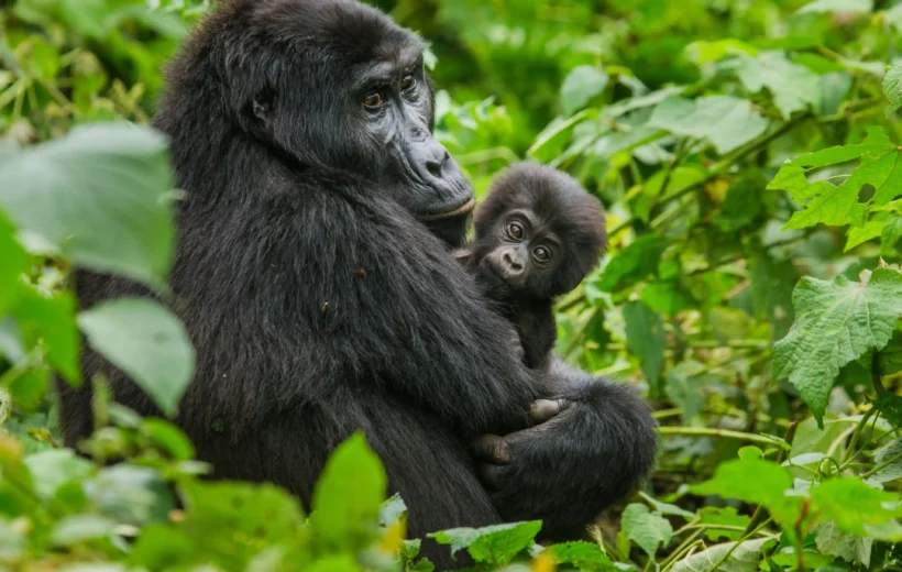 3 Days Rwanda Gorilla Trekking Safari