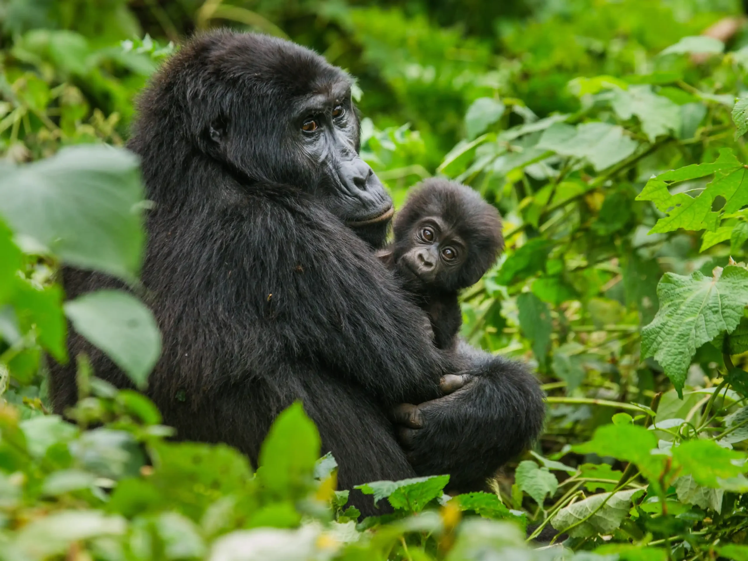 Rwanda Gorilla Trekking Safari