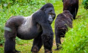 9 Days Kenya Safari and Rwanda Gorilla Trekking