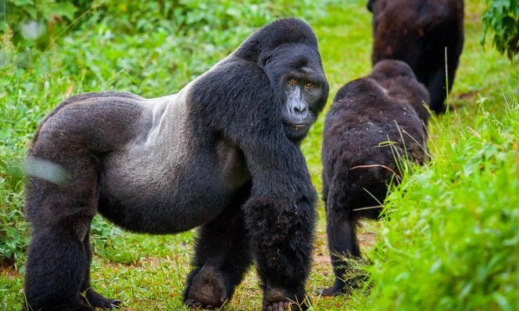 9 Days Kenya Safari and Rwanda Gorilla Trekking
