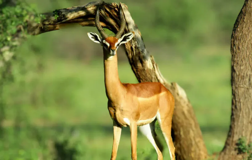 12 Days Northern Kenya and Diani Beach Safari – Bush to Beach Adventure