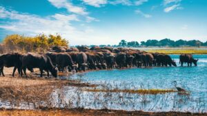 7 Days Tanzania Migration Safari
