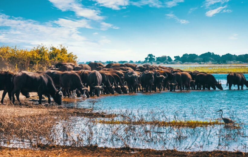 7 Days Tanzania Migration Safari