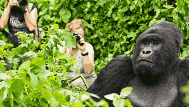 gorilla trekking in rwanda by beautiful jungle safaris _11zon