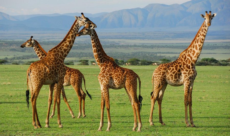 serengeti national park tanzania by beautiful jungle