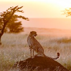 25676902704_e5789e3c93_b