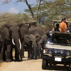 Beautiful Jungle safaris in kenya, tanzania and uganda tour pictures 6
