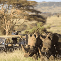 tanzania-safari-experience_11zon